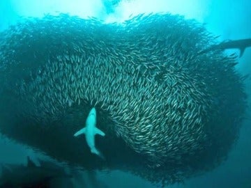 Fotos sin retoques- Tiburón Fotos sin retoques- Tiburón