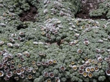 El grupo de botánica de la Universidad CEU descubre una nueva especie vegetal en Perú El grupo de botánica de la Universidad CEU descubre una nueva especie vegetal en Perú