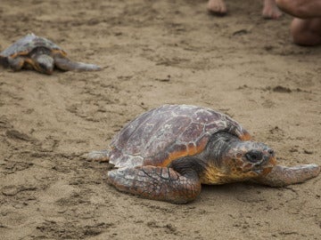 Clasifican 9 especies de cetáceos y 5 de tortugas marinas Clasifican 9 especies de cetáceos y 5 de tortugas marinas