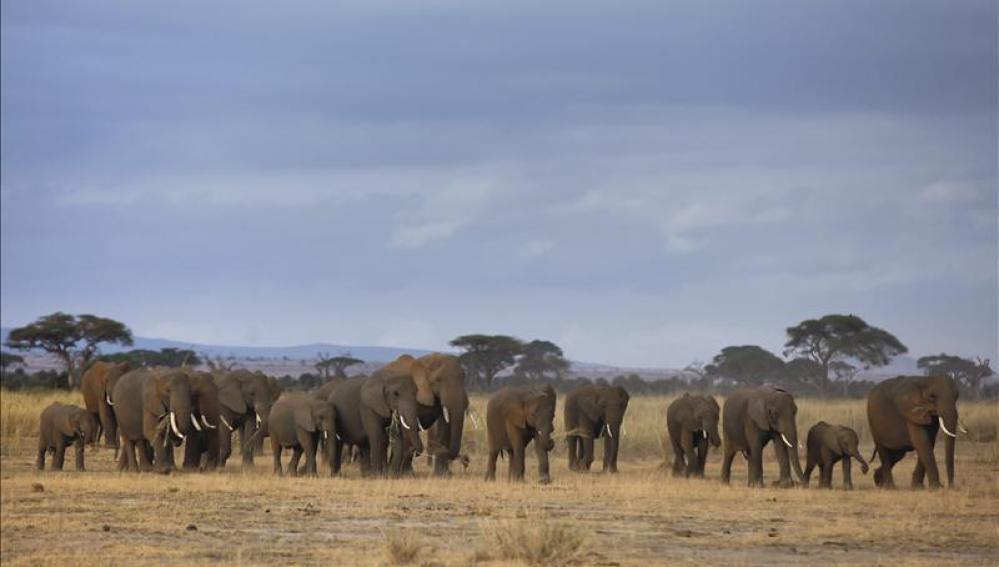 Manada de elefantes en África