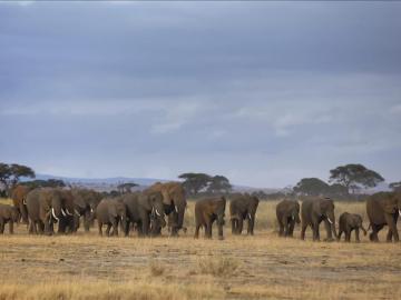 Manada de elefantes en África