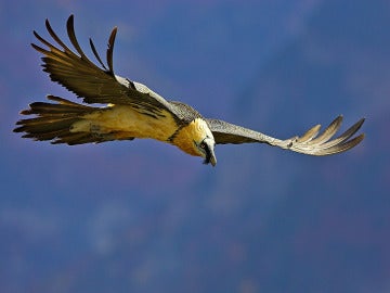 Muere un quebrantahuesos en los Picos de Europa