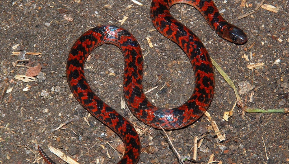 Descubren una nueva especie de serpiente no venenosa en Brasil 
