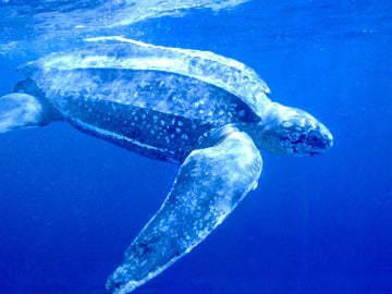 Tortuga Laud Tortuga Laud