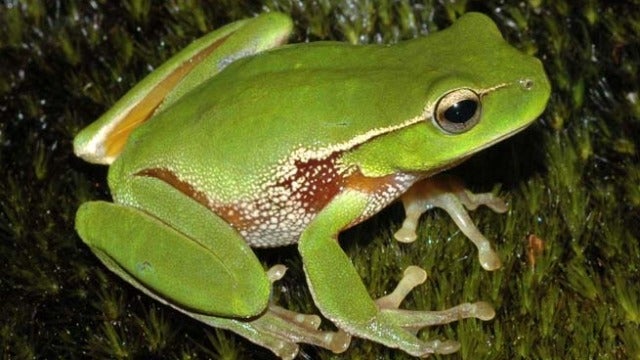 Más de un tercio de los anfibios están en peligro de extinción