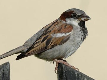 Europa ha perdido 421 millones de aves en los últimos 30 años Europa ha perdido 421 millones de aves en los últimos 30 años
