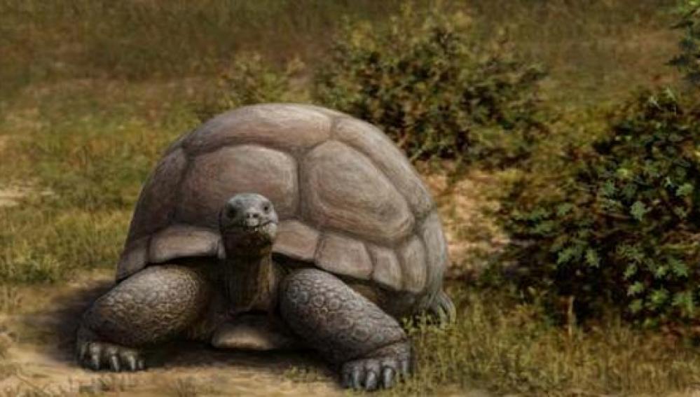 Tortugas terrestres