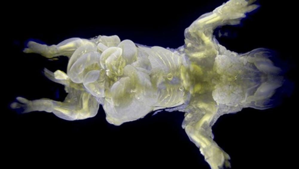 Ratón con piel transparente y órganos brillantes por una proteína fluorescente