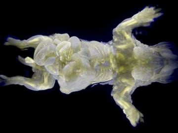 Ratón con piel transparente y órganos brillantes por una proteína fluorescente