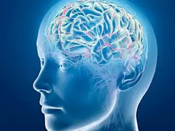 Un estudio identifica el punto débil del cerebro para el alzhéimer y la esquizofrenia Un estudio identifica el punto débil del cerebro para el alzhéimer y la esquizofrenia