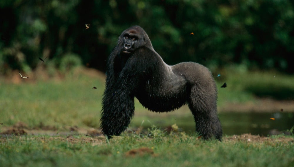Un gorila de espalda plateada en el Parque Nacional de Odzala-Kokoua