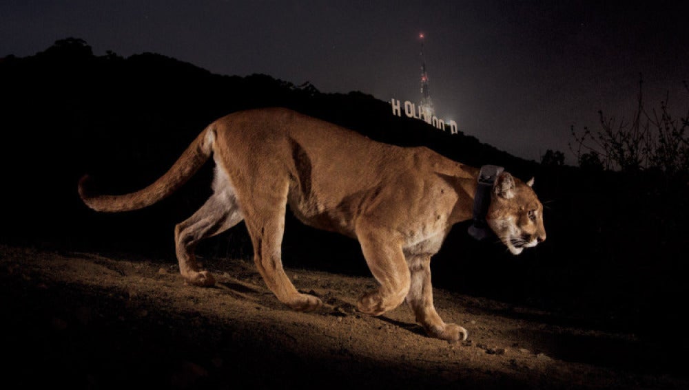 Un puma recorre en Griffith Park, hogar del famoso cartel de Hollywood.