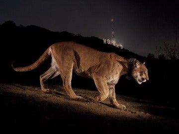 Un puma recorre en Griffith Park, hogar del famoso cartel de Hollywood.
