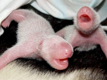Gemelos de oso panda gigante recién nacidos