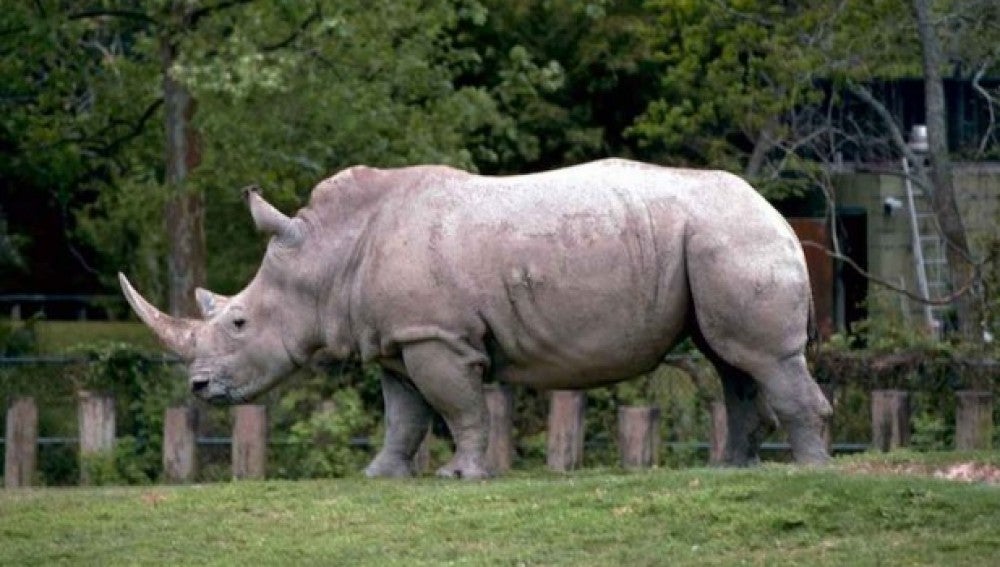 Rinoceronte Blanco del norte