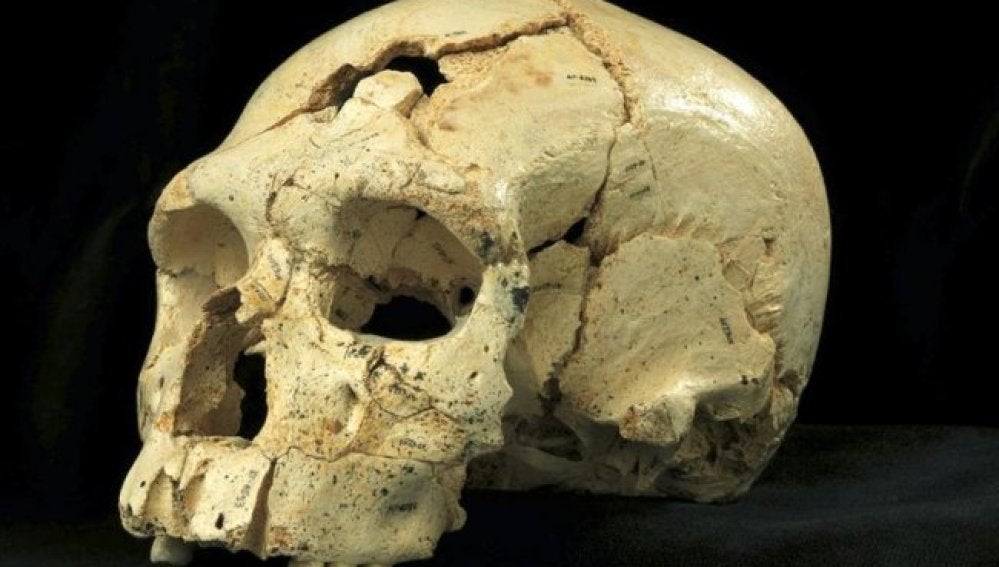 Fotografía facilitada por el Museo de la Evolución Humana de Atapuerca del cráneo número 17 