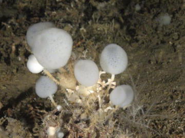 Descubren una nueva especie de esponja de cristal en el Mediterráneo Descubren una nueva especie de esponja de cristal en el Mediterráneo