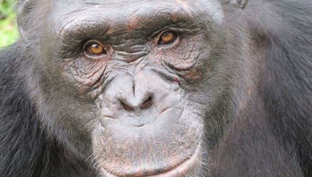 Una subespecie de chimpancé de Africa podría desaparecer antes de 7 años