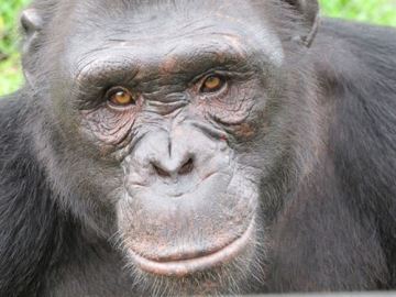 Una subespecie de chimpancé de Africa podría desaparecer antes de 7 años
