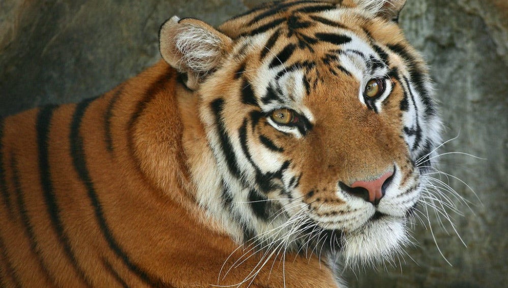  Aumenta un 30% el tigre de bengala en la India