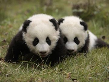 El oso panda, un animal en peligro de extinción