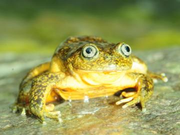 nueva especie de rana descubierta en los Andes de Perú