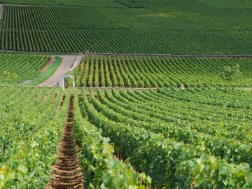 Vitivinicultura en España