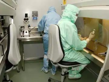 Las células madre neurales humanas restituyen funciones cognitivas deficientes por la quimioterapia Las células madre neurales humanas restituyen funciones cognitivas deficientes por la quimioterapia