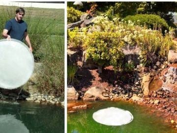Las hojas de nenúfar artificiales son capaces de purificar un río Las hojas de nenúfar artificiales son capaces de purificar un río