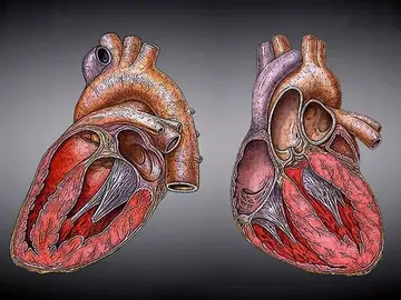 Drones nanométricos podrían prevenir el infarto Drones nanométricos podrían prevenir el infarto