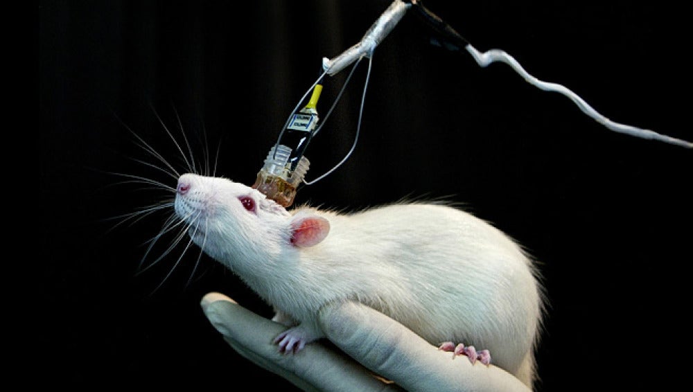 Científicos españoles defienden la experimentación con animales