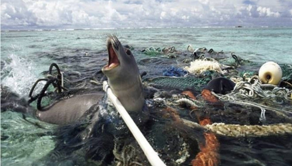 Casi 700 especies de animales marinos sufren los desechos humanos