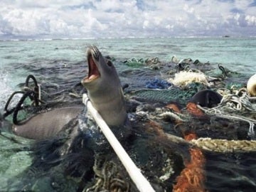 Casi 700 especies de animales marinos sufren los desechos humanos Casi 700 especies de animales marinos sufren los desechos humanos