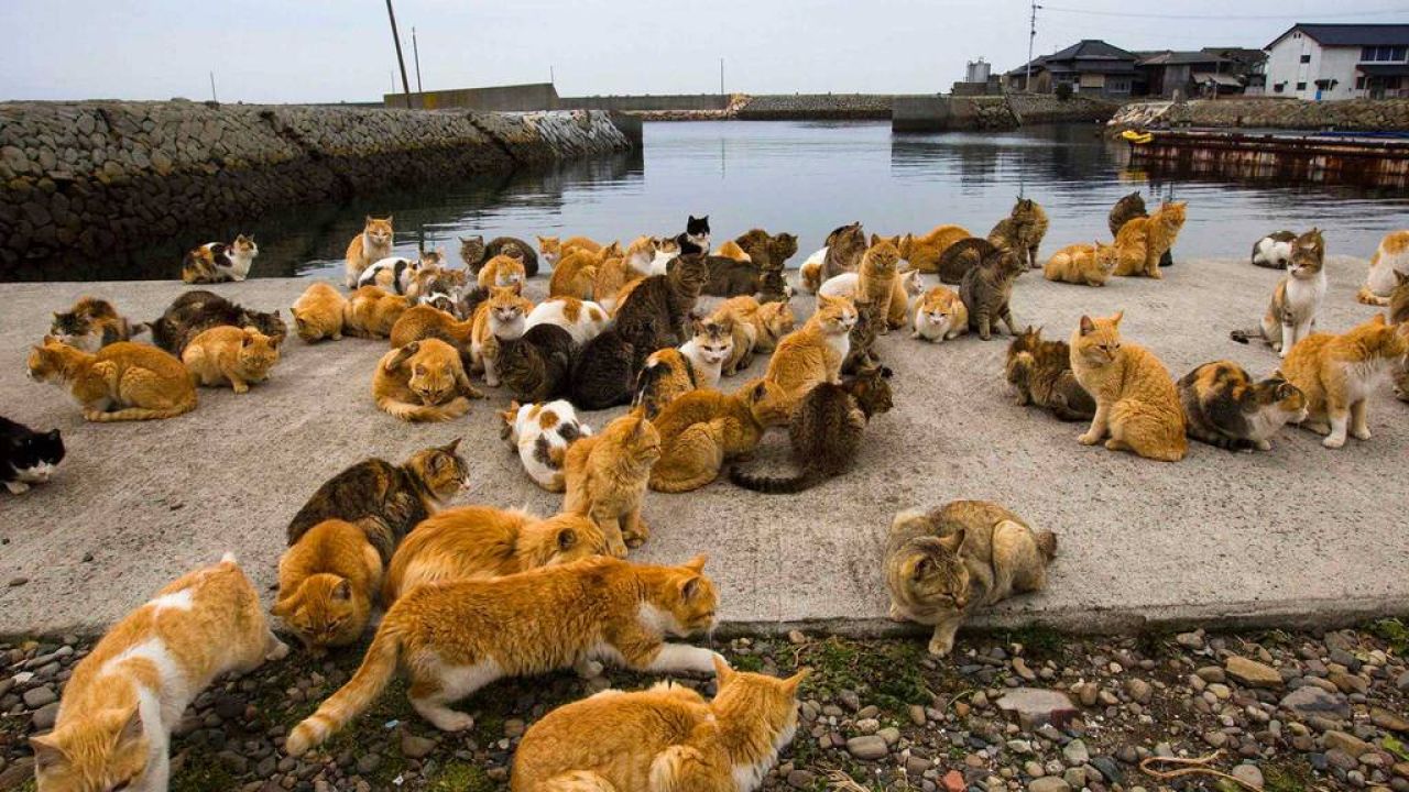 Oshima, un pueblo japonés donde hay más gatos que habitantes por metro ...