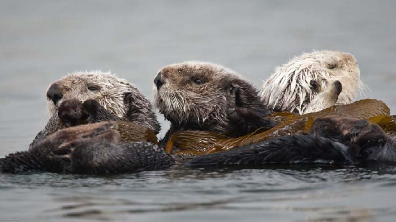 La Nutria Marina Un Animal En Peligro De Extincion Por Culpa De La Caza Hazte Eco
