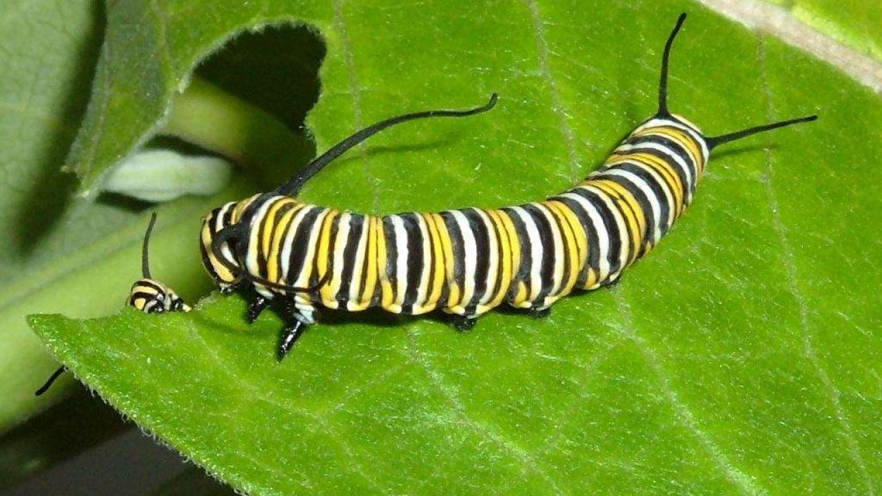 Гусеница листья растений. Большая зеленая гусеница. Гусеница совки агриппины. Розанная листовертка гусеница. Гусеница бабочки.