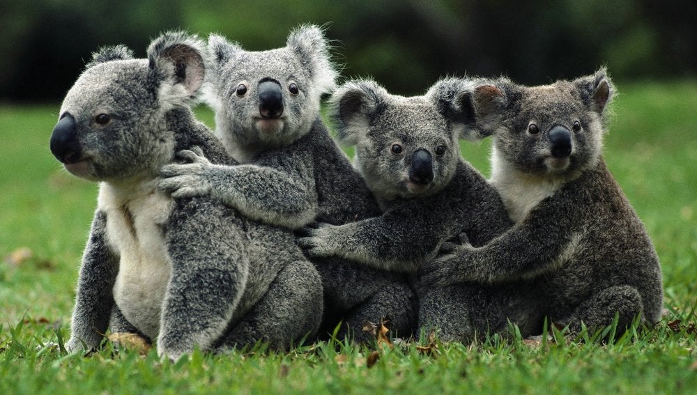 Sacrifican en Australia a 700 koalas por "problemas de superpoblación"
