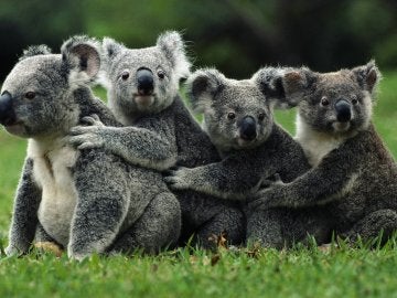 Sacrifican en Australia a 700 koalas por "problemas de superpoblación"