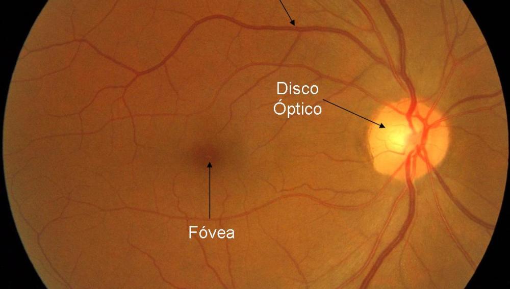 Zonas de la retina / Fundación Descubre