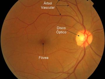 Zonas de la retina / Fundación Descubre