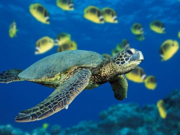 La tortuga verde marina en peligro de extinción