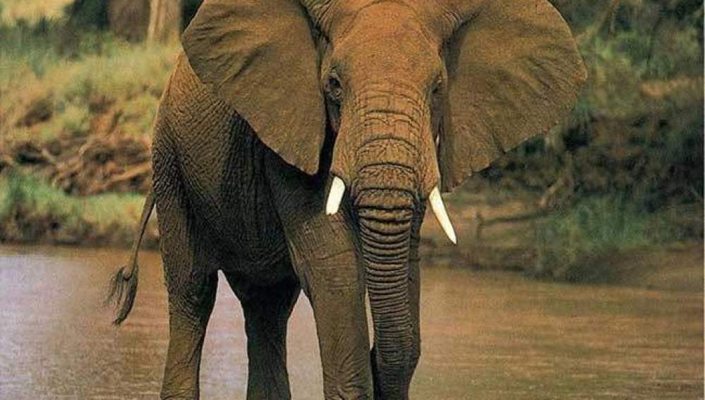 La caza furtiva reduce los ejemplares de elefantes africanos