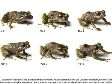 Una rana que cambia de aspecto descubierta en Ecuador
