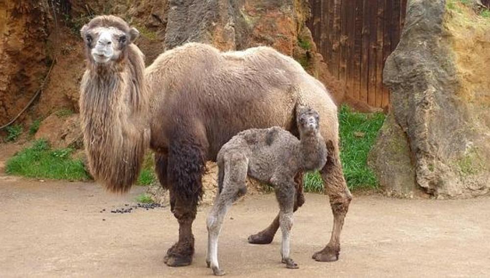 Nace un camello bactriano en Cabárceno 