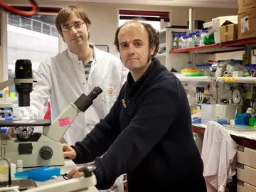 Duplican la vida de ratones con envejecimiento prematuro Duplican la vida de ratones con envejecimiento prematuro