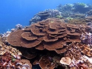 Piden más apoyos para salvar la Gran Barrera Coral de Australia 