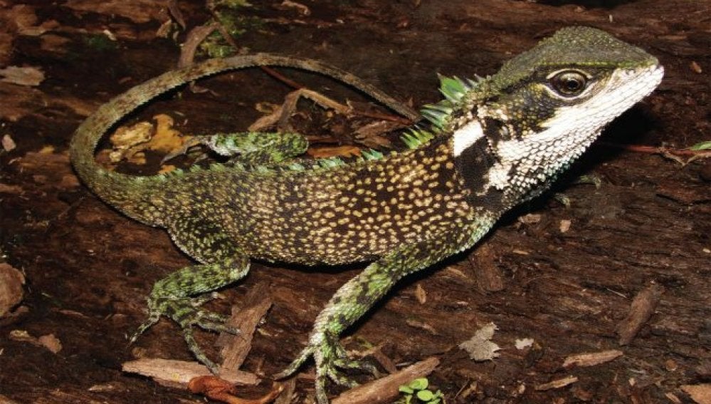 Descubren tres nuevas especies de lagarto con 'forma de dragón'
