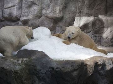Dos osos polares llegan por primera vez a Brasil 