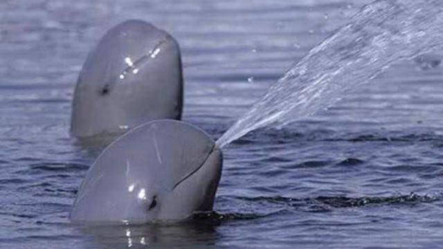 México amplía la protección de la vaquita marina