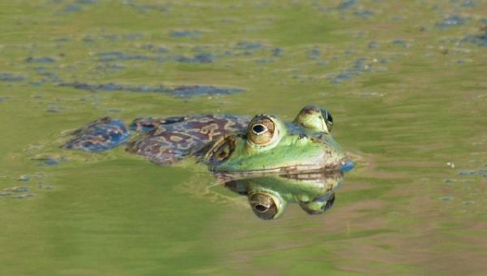 La polución amenaza con extinguir a la rana gigante del lago Titicaca
